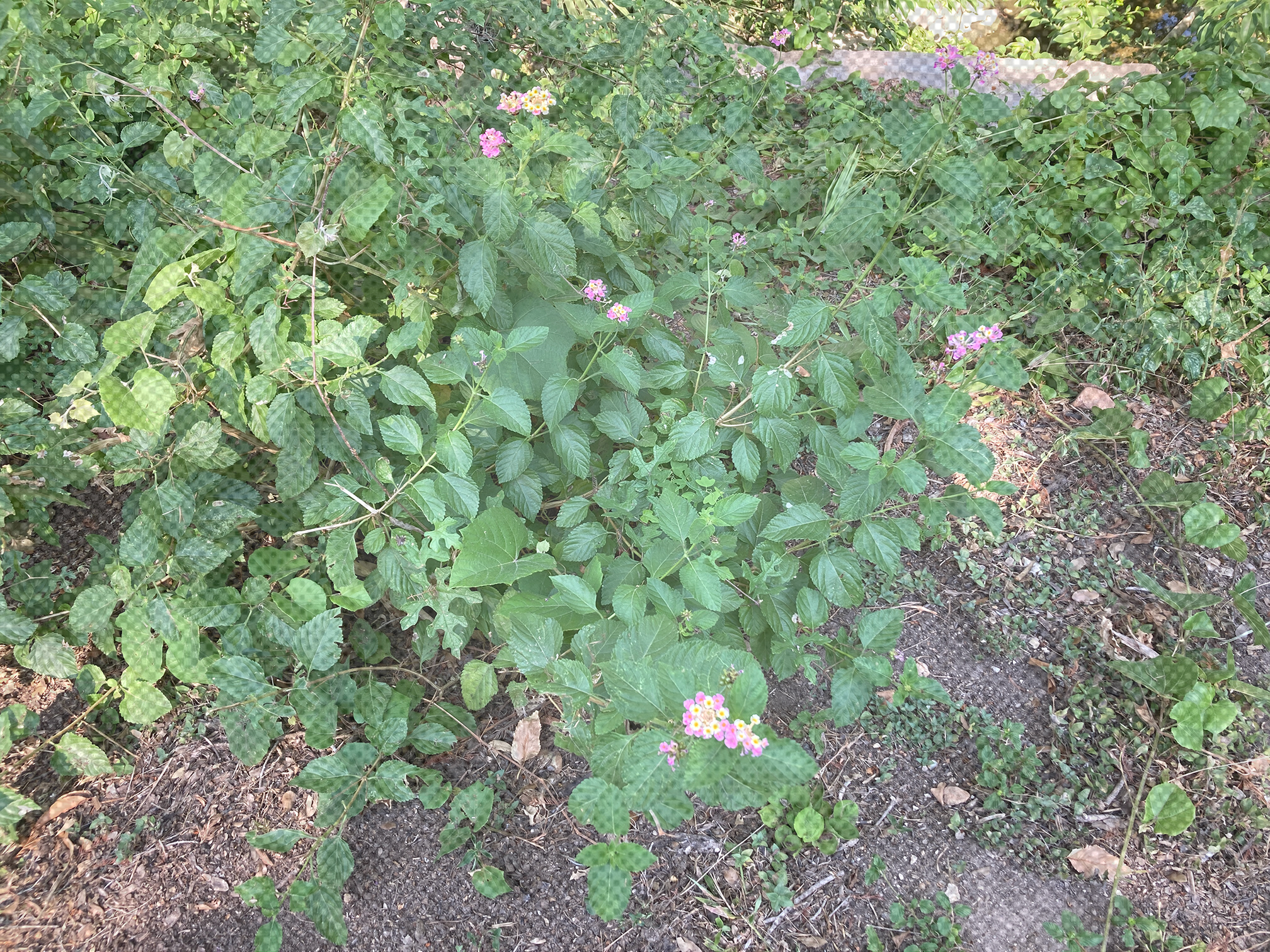 A picture of Lantana